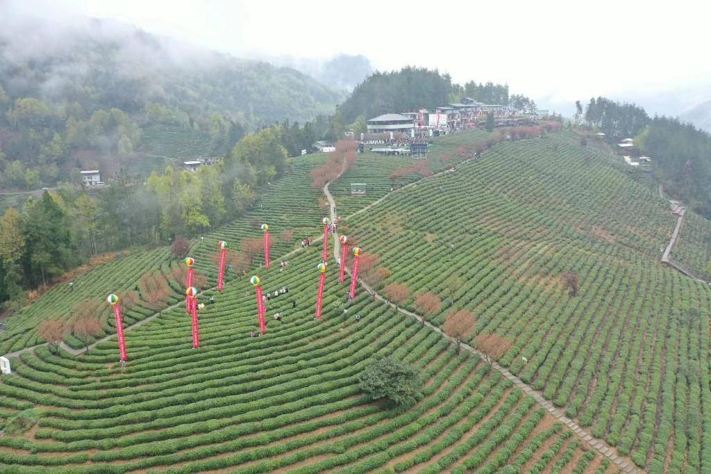 第六届“春之茶”紫阳富硒茶开园季活动启动(中国十大富硒茶品牌)-硒宝网