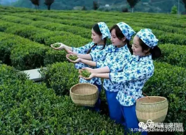 紫阳富硒茶价格与健康价值（陕西富硒茶多少钱一斤）-硒宝网