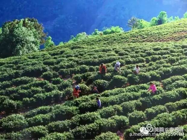 江津区含硒最高哪个镇?(江津富硒小镇在哪里)-硒宝网