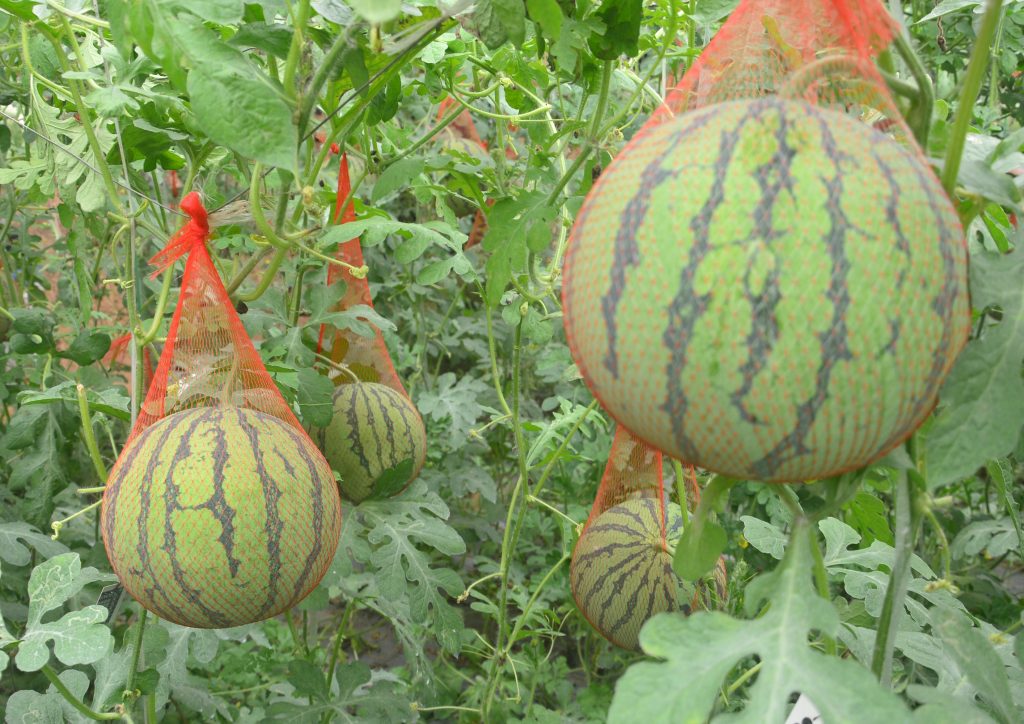 富硒西瓜与普通西瓜的区别(富硒西瓜的功效与作用)-硒宝网