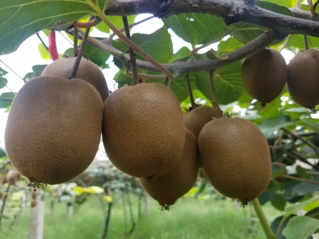 富硒猕猴桃是不是富含硒元素(富硒猕猴桃多少钱一斤)-硒宝网