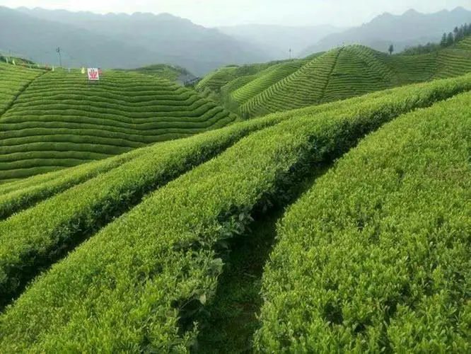 万源富硒茶是什么茶?(万源巴山雀舌茶叶有什么特点)-硒宝网