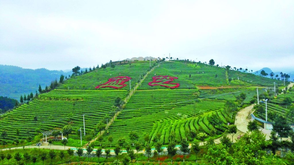 开阳富硒茶介绍(开阳富硒茶是什么茶)-硒宝网
