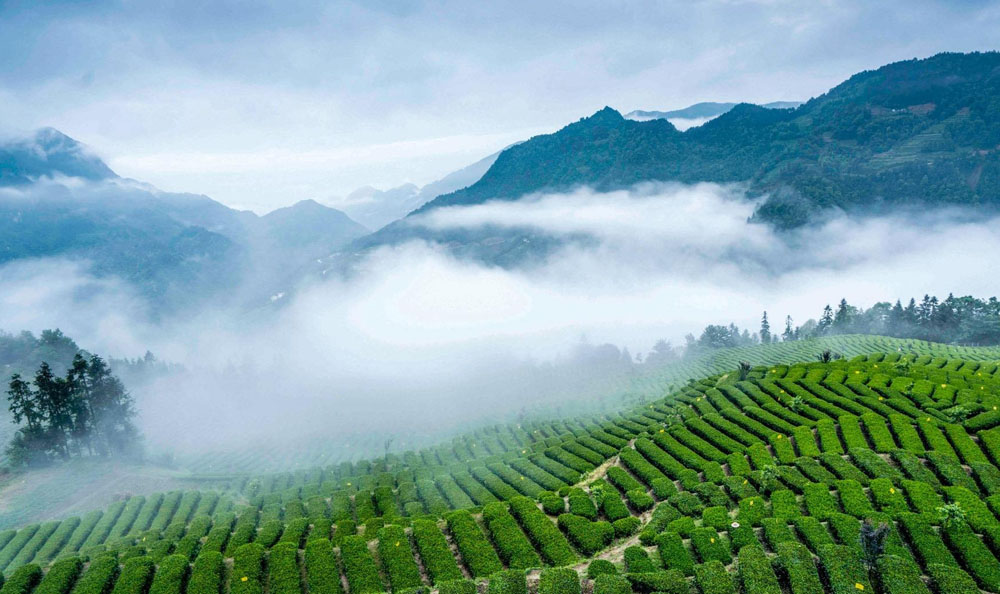 恩施富硒茶的特点有哪些(恩施富硒茶口感如何)-硒宝网