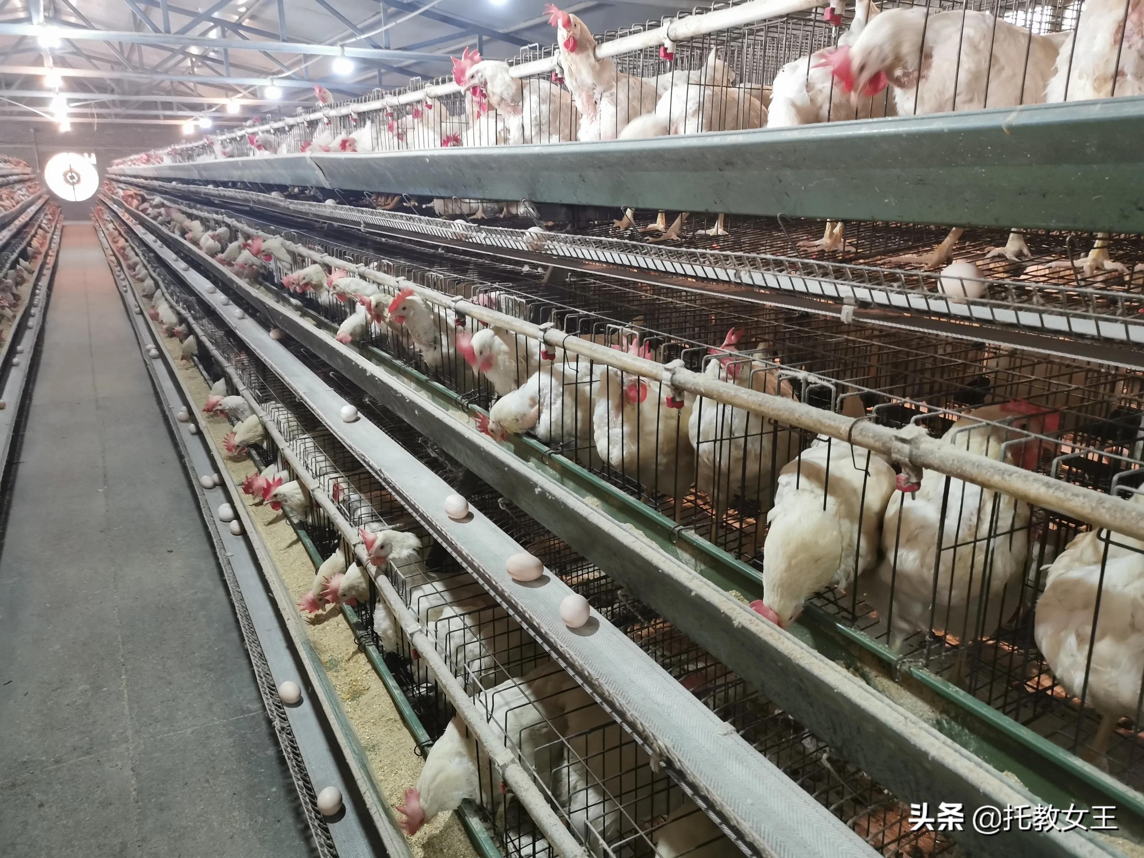 富硒低胆固醇鸡蛋(胆固醇鸡蛋低富硒能吃吗)-硒宝网