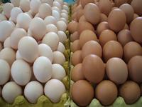 富硒玉米黄鸡蛋（玉米鸡蛋黄富硒含量多少）-硒宝网