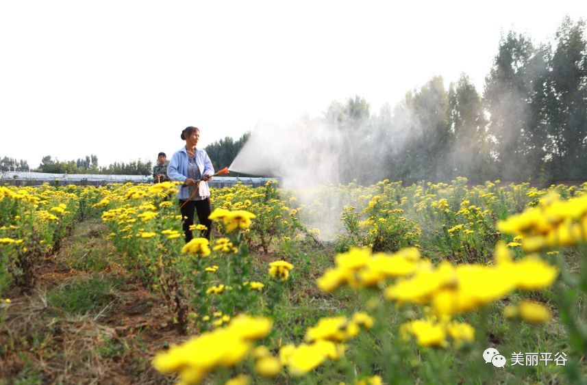 漳州富硒产业有哪些(诏安富硒的农产品)-硒宝网