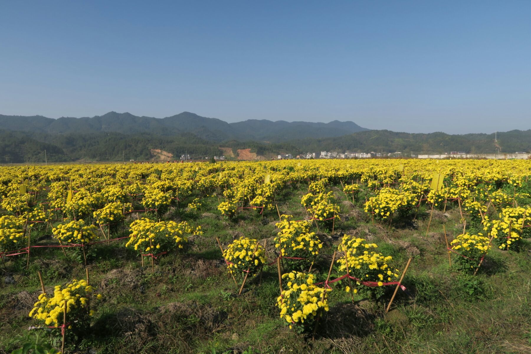 漳州富硒产业有哪些(诏安富硒的农产品)-硒宝网