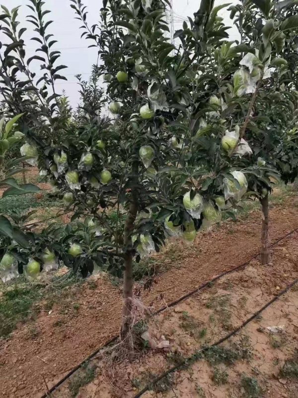 湘华果园富硒鸡蛋（富硒鸡蛋批发市?。?硒宝网