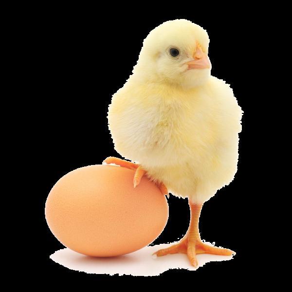 富含硒鸡蛋孕妇能吃吗（富含孕妇鸡蛋能吃硒片吗）-硒宝网