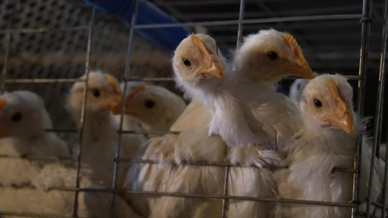 富硒鸡蛋的保养（保养鸡蛋富硒的食物）-硒宝网