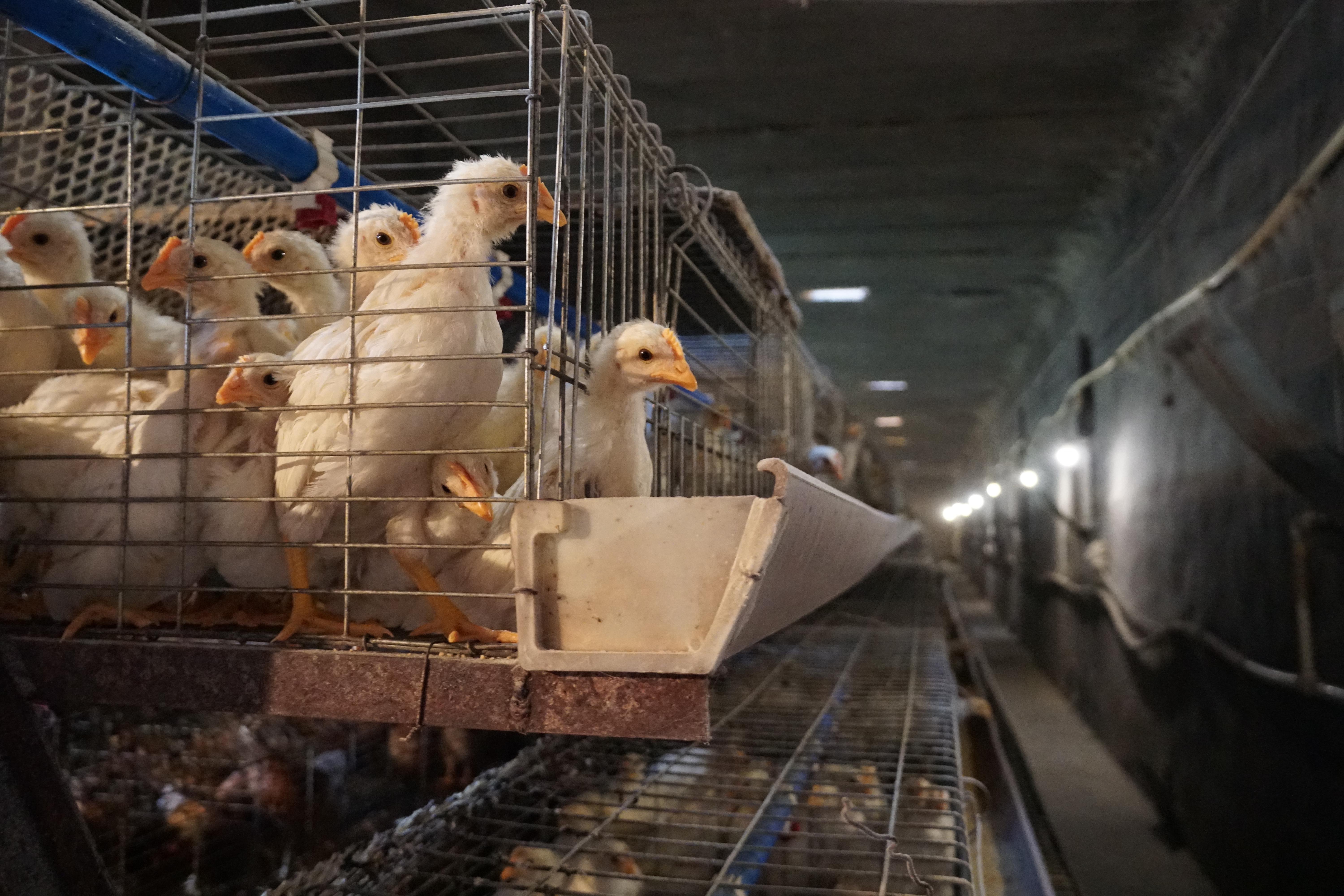 富硒鸡蛋的保养（保养鸡蛋富硒的食物）-硒宝网