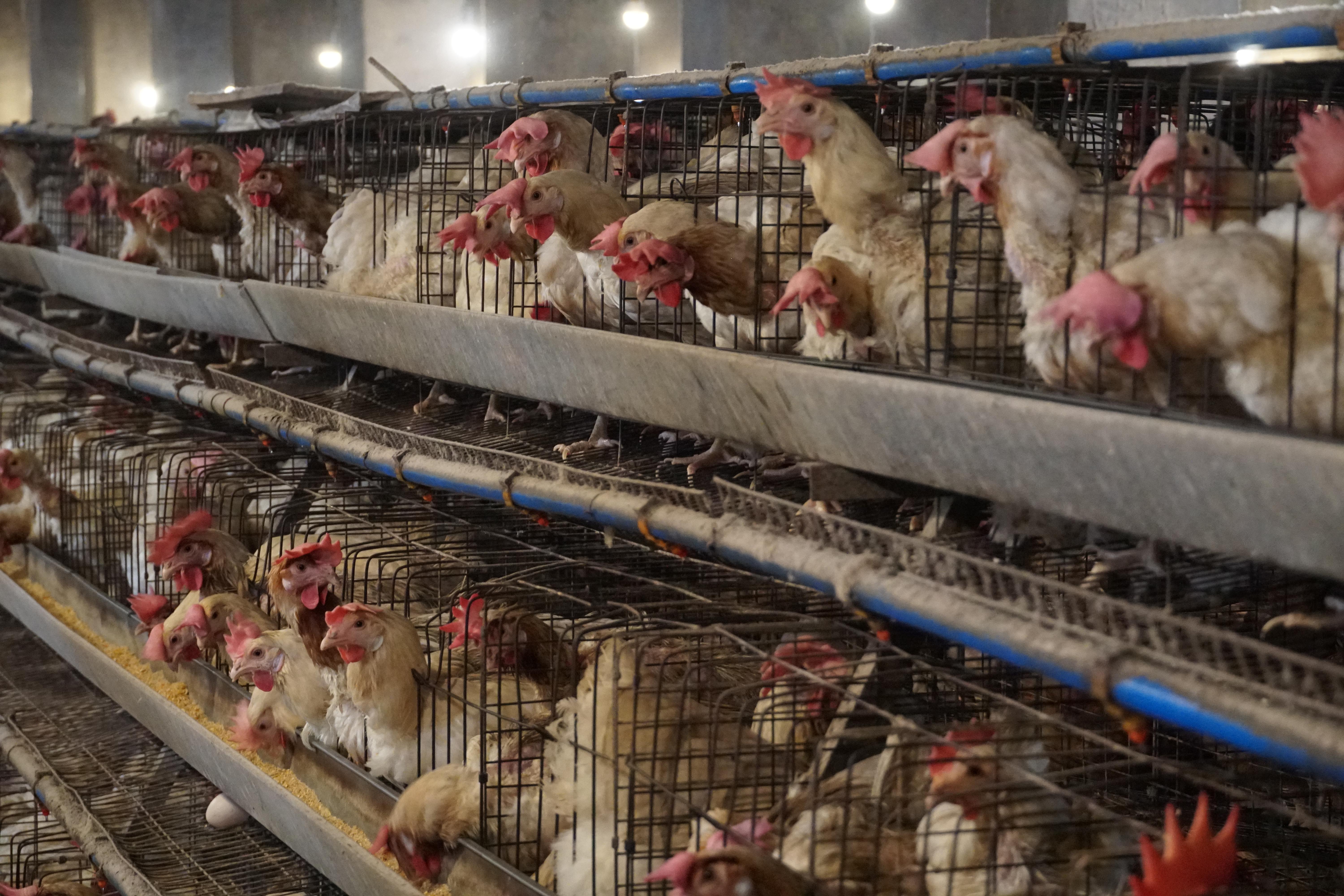 富硒鸡蛋的保养（保养鸡蛋富硒的食物）-硒宝网