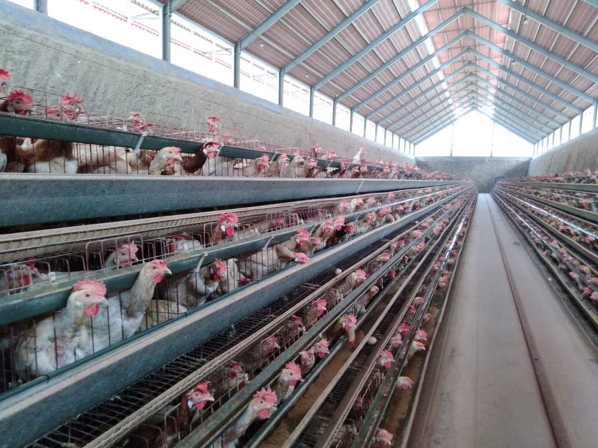 开阳富硒鸡蛋厂家（开阳富硒产品介绍）-硒宝网