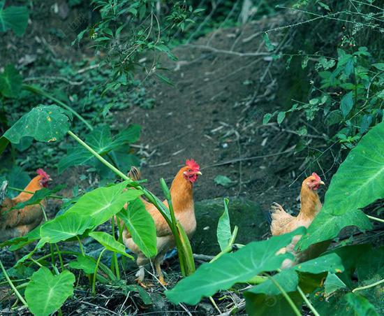 富硒鸡蛋哪家好(哪个品牌的富硒蛋最好)-硒宝网