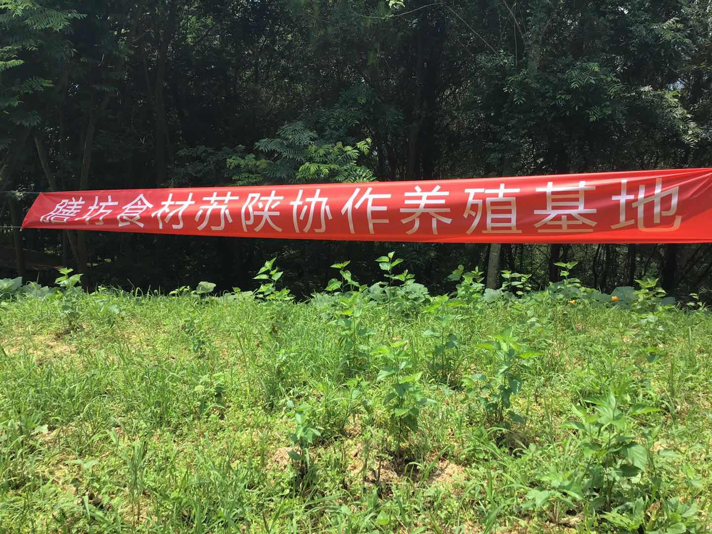 富硒鸡蛋哪里产的最好(鸡蛋富硒是什么意思)-硒宝网