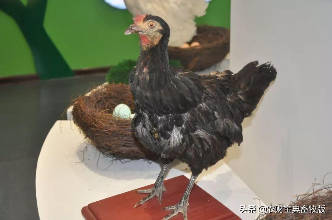 无抗富硒鸡蛋好不好（无抗富硒鸡蛋什么意思）-硒宝网