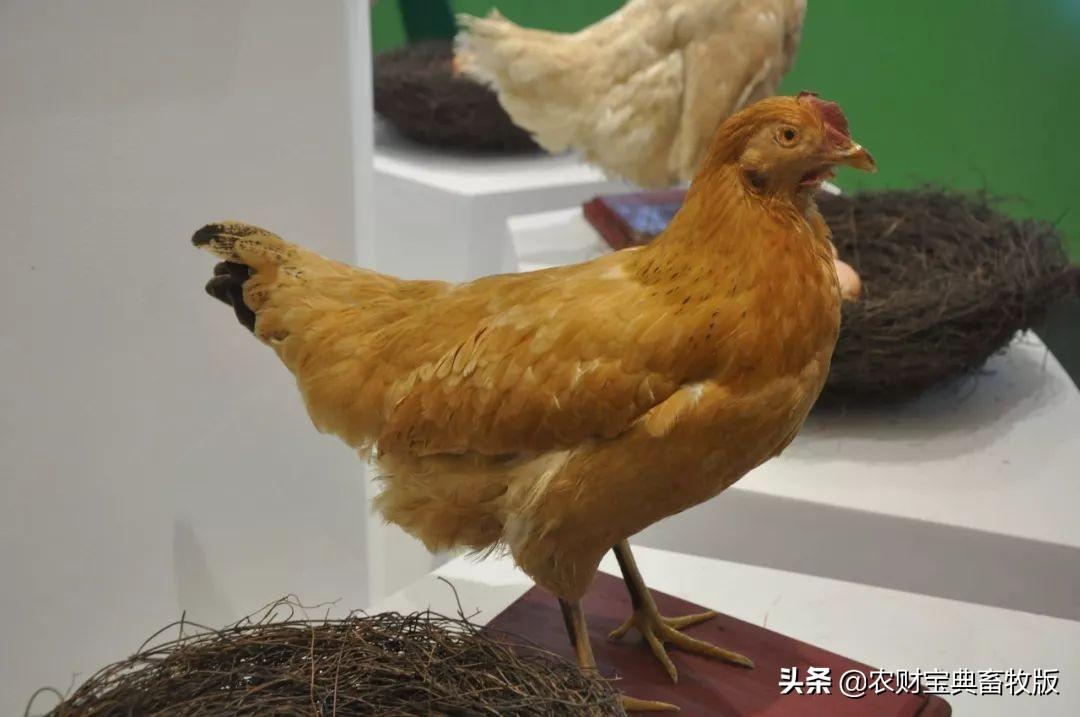 无抗富硒鸡蛋好不好（无抗富硒鸡蛋什么意思）-硒宝网