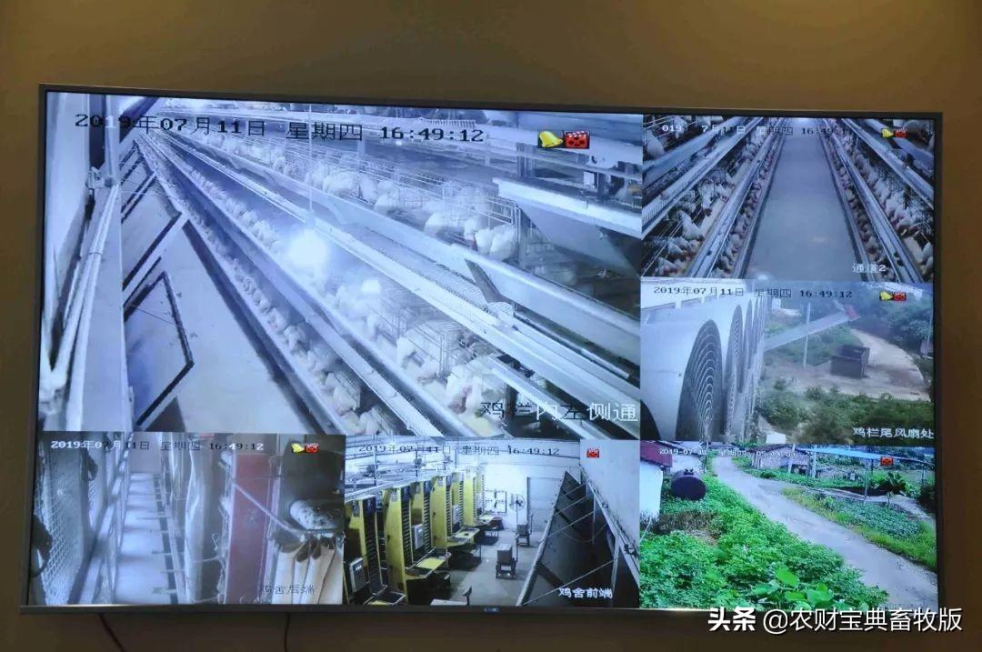 无抗富硒鸡蛋好不好（无抗富硒鸡蛋什么意思）-硒宝网