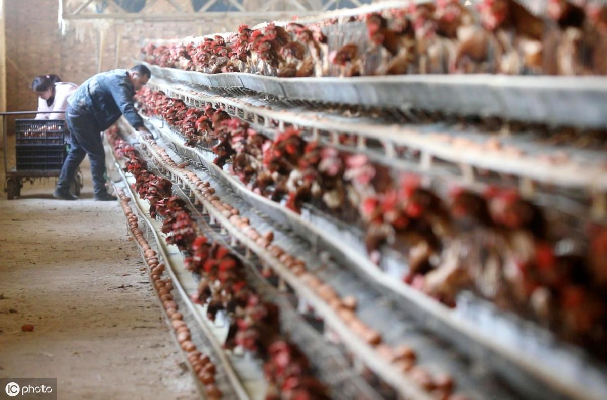 富硒鸡蛋与鲜鸡蛋哪个好(普通鸡蛋和富硒鸡蛋有什么区别)-硒宝网