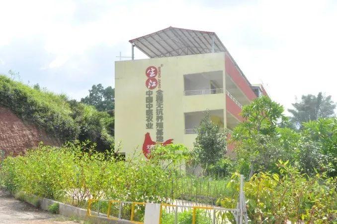 那种鸡最适合生产富硒鸡蛋（富硒鸡蛋开发方案）-硒宝网