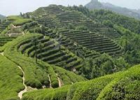 富硒茶产地排名前十（中国十大富硒茶品牌）-硒宝网