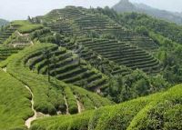 富硒茶产地排名前十（中国十大富硒茶品牌）-硒宝网