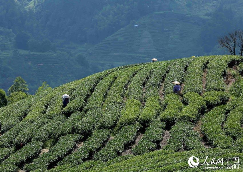 重庆市哪里有卖富硒茶的（重庆富硒小镇）-硒宝网