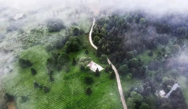 遵义富硒茶硒含量是多少（富硒茶叶标准）-硒宝网