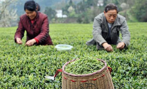 最佳硒茶(硒的茶叶)-硒宝网