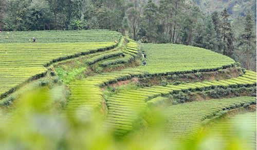 最佳硒茶(硒的茶叶)-硒宝网