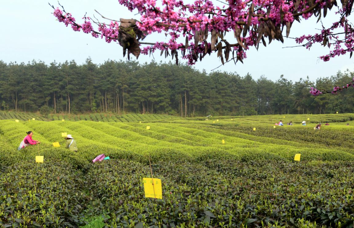 怎么推广贵州锌硒茶叶（贵州锌硒茶业发展有限公司）-硒宝网