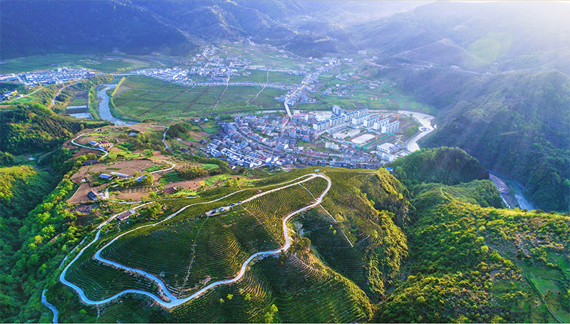 陕西安康富硒茶文化(安康富硒茶发展情况)-硒宝网