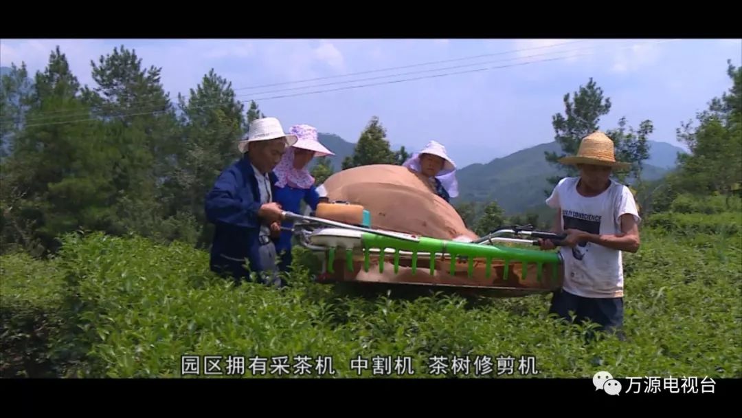 中国富硒茶之都（富硒茶品种）-硒宝网