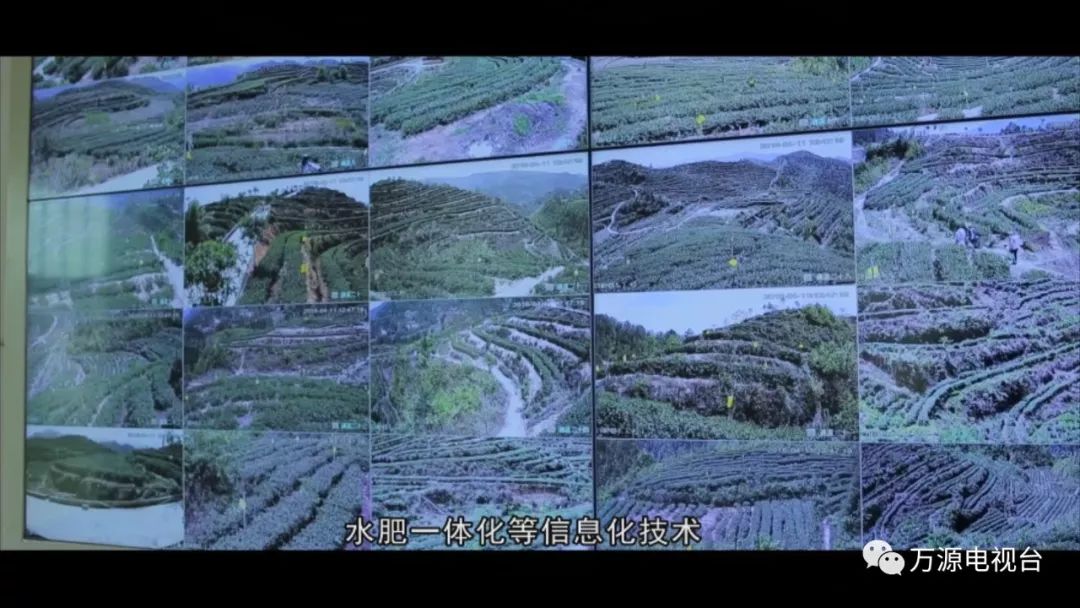 中国富硒茶之都（富硒茶品种）-硒宝网