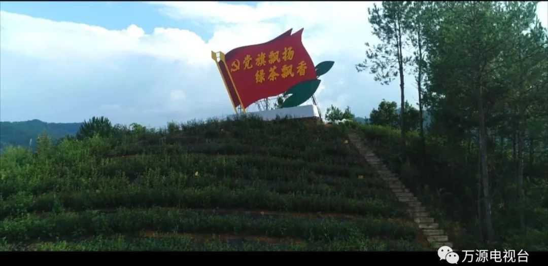 中国富硒茶之都（富硒茶品种）-硒宝网