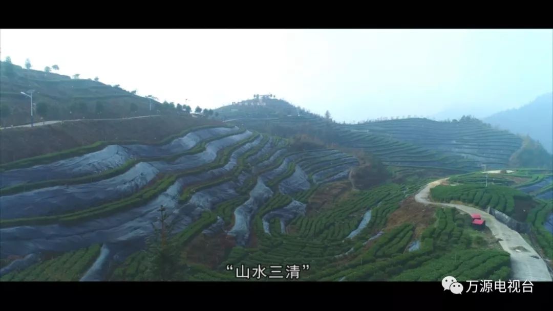 中国富硒茶之都（富硒茶品种）-硒宝网