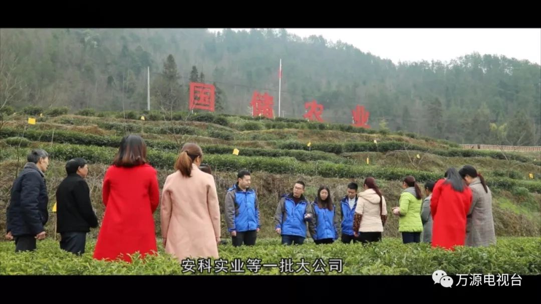 中国富硒茶之都（富硒茶品种）-硒宝网