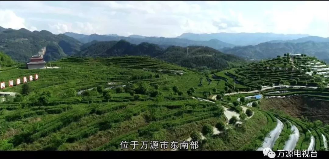 中国富硒茶之都（富硒茶品种）-硒宝网