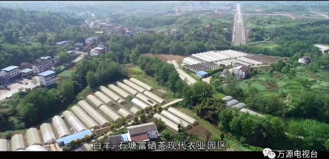 中国富硒茶之都（富硒茶品种）-硒宝网