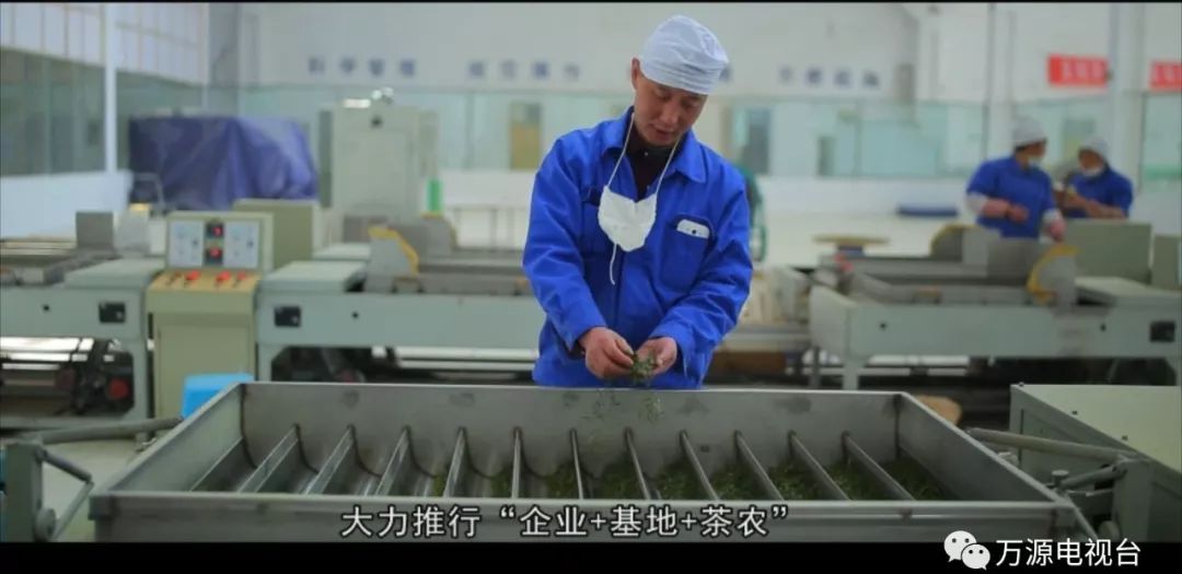 中国富硒茶之都（富硒茶品种）-硒宝网