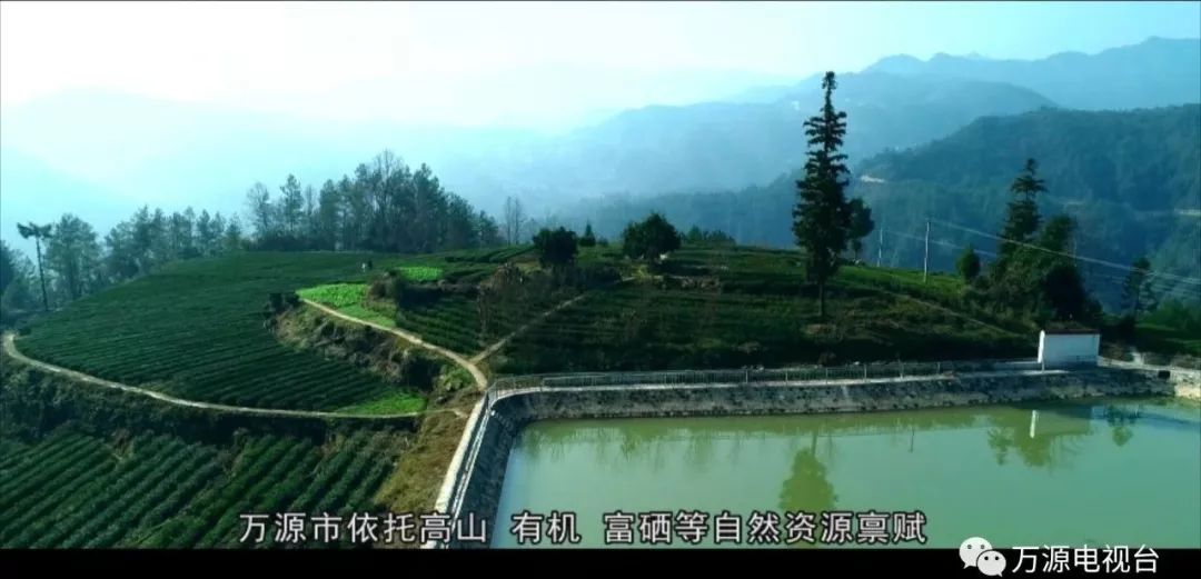 中国富硒茶之都（富硒茶品种）-硒宝网