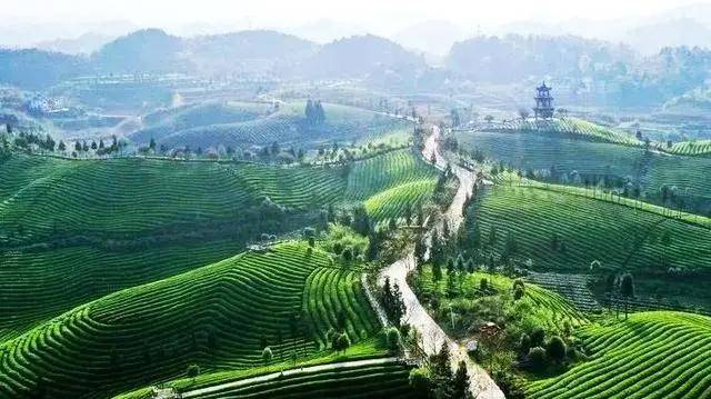 怎么推广贵州锌硒茶叶(投资贵州锌硒茶是传销)-硒宝网