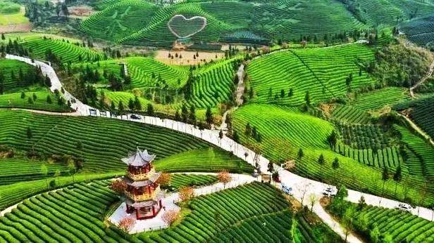 怎么推广贵州锌硒茶叶(投资贵州锌硒茶是传销)-硒宝网