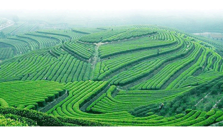 怎么推广贵州锌硒茶叶(贵州锌硒茶饮料)-硒宝网