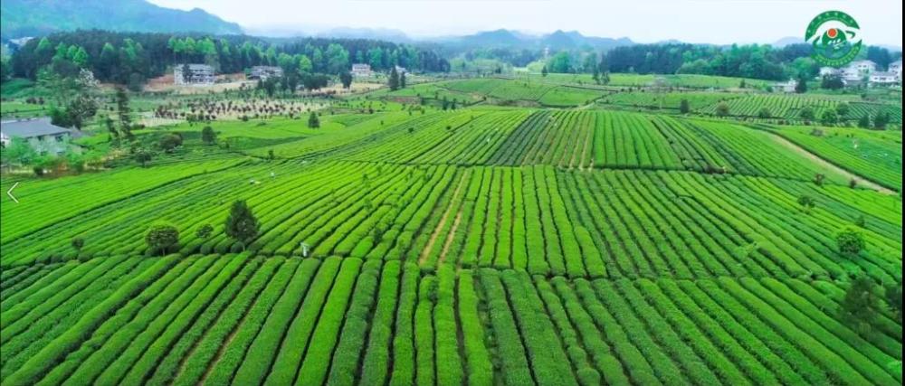 怎么推广贵州锌硒茶叶(贵州锌硒茶饮料)-硒宝网