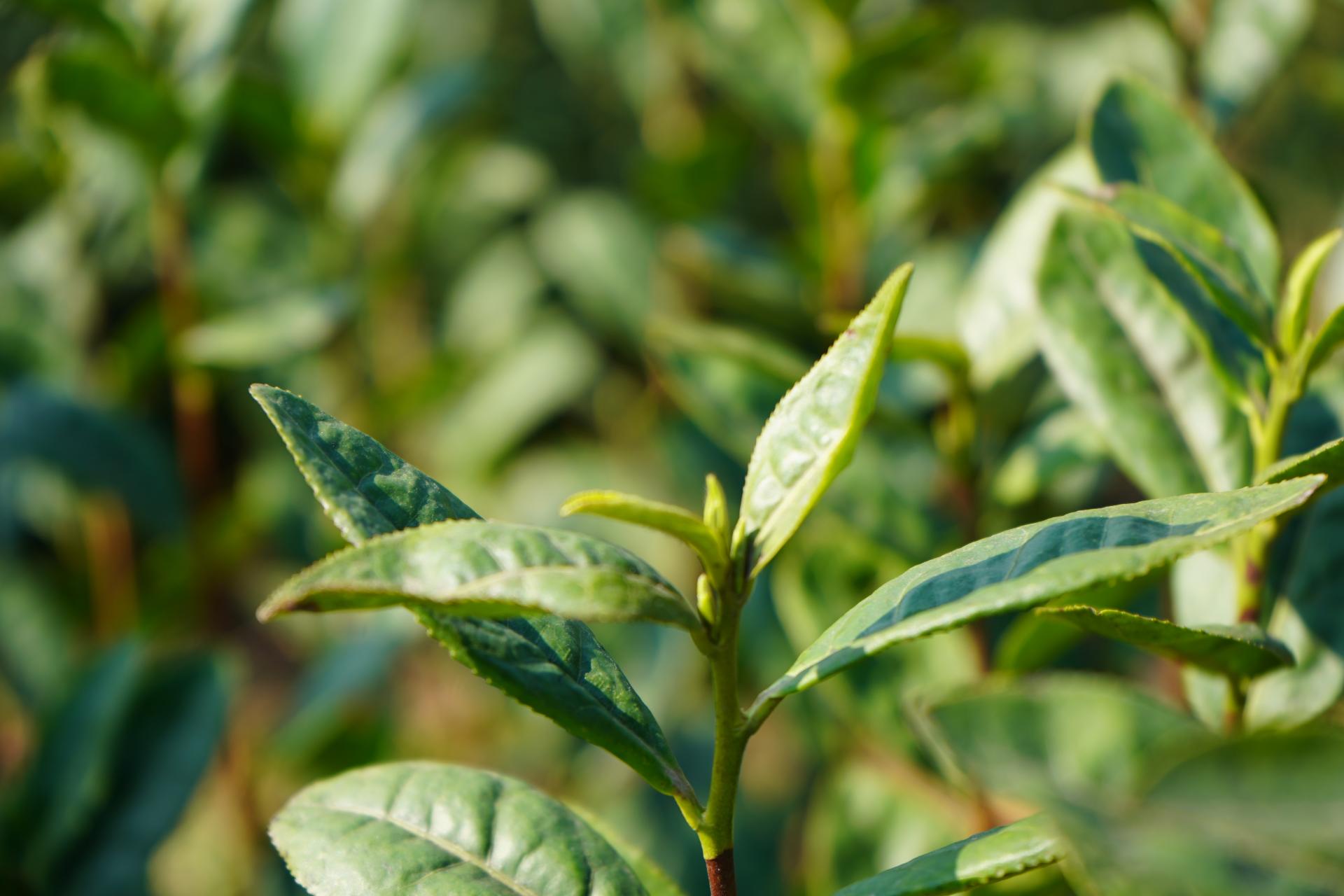 怎么推广贵州锌硒茶叶(贵州锌硒茶饮料)-硒宝网