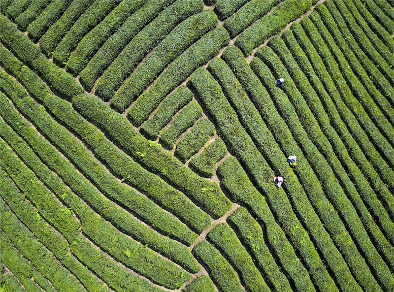 怎么推广贵州锌硒茶叶(贵州锌硒茶饮料)-硒宝网