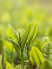 一般茶叶含硒量（茶叶含硒量多少最好）-硒宝网