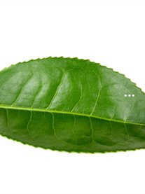 一般茶叶含硒量（茶叶含硒量多少最好）-硒宝网